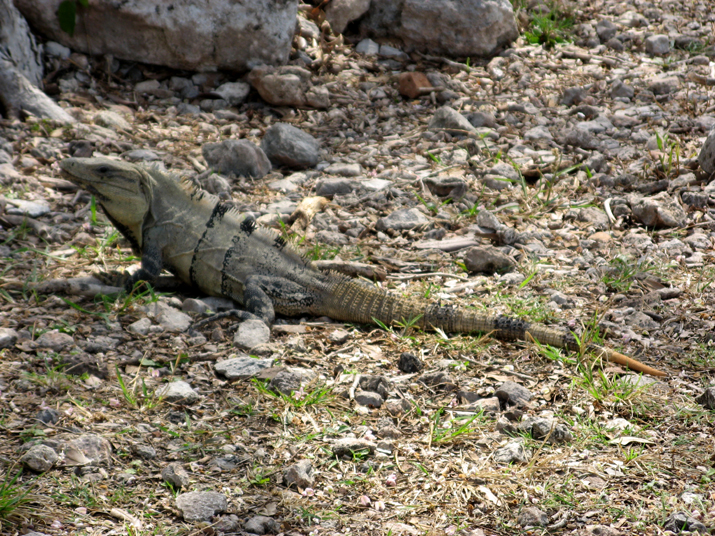 0704 uxmal 57.jpg